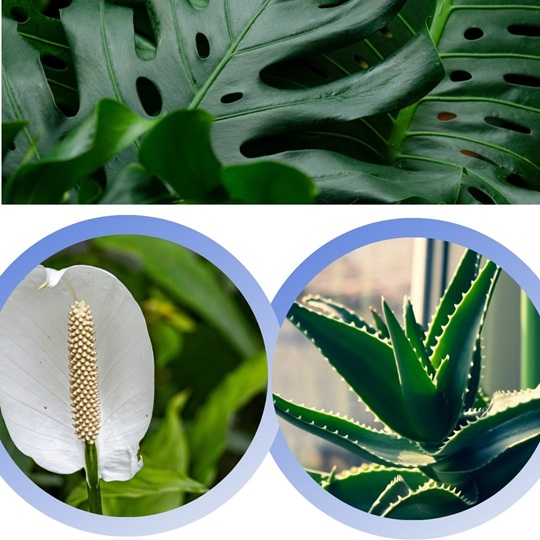 Indoor plants California