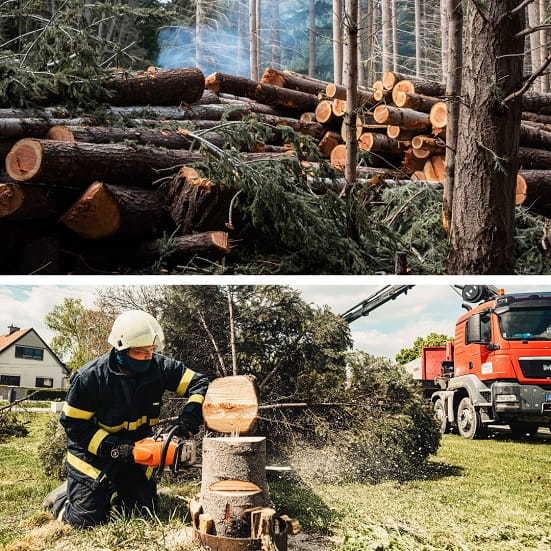 Is it allowed to cut trees in Alaska?