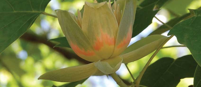 Liriodendron tulipifera (Tulip Tree North American Tulip Tree)