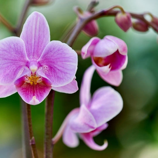 What flowers to give after surgery?