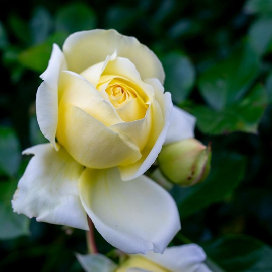 What flowers to give someone after surgery?