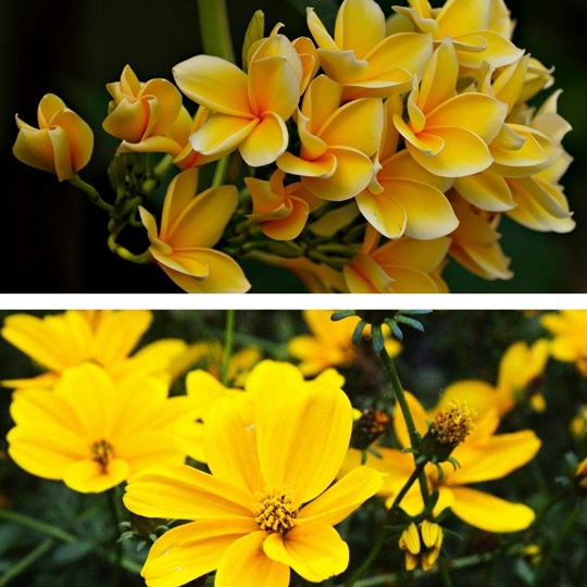 What is a yellow flower called?