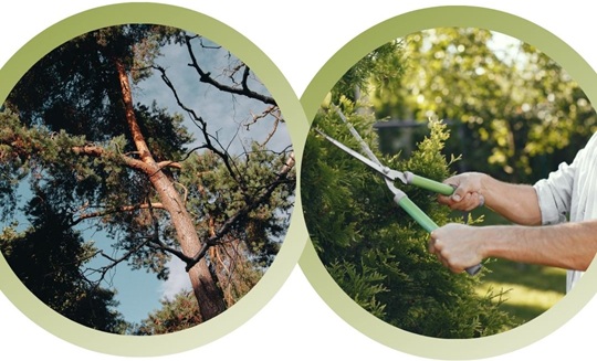 What is the best time of year to trim trees in California?