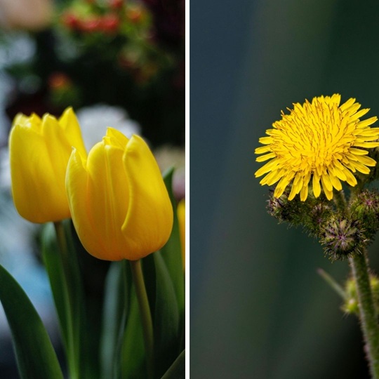 What is the name of a yellow flower?