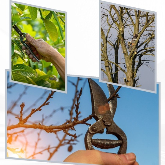 What moon phase is best for pruning?
