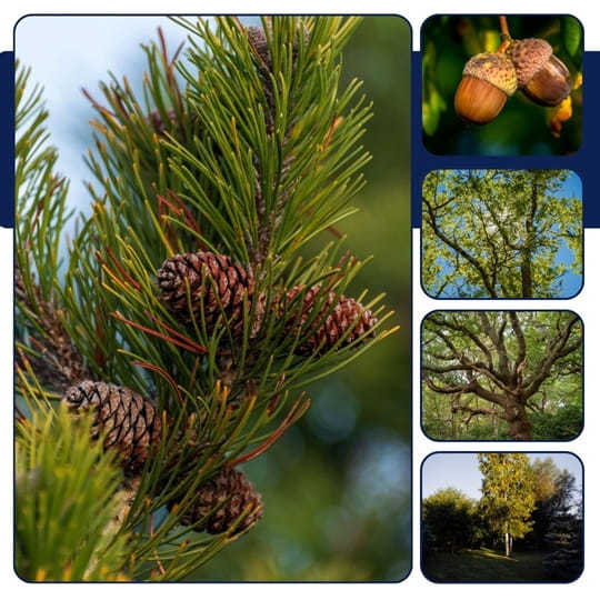 What's the most common tree in the USA?