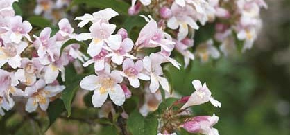 Where is Abelia x grandiflora used