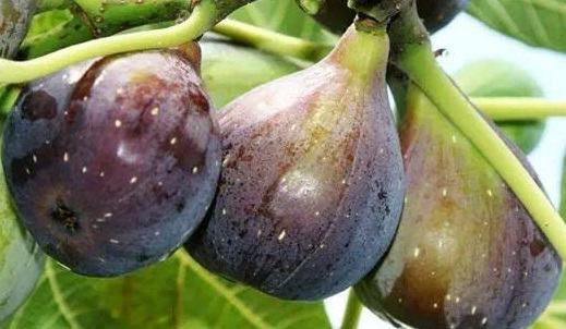 fig milk