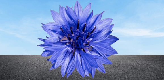 national flower of germany
