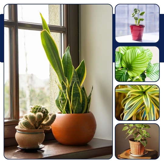 office plants care guide