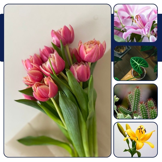 plant care guide