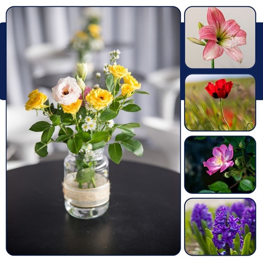 plants care guide