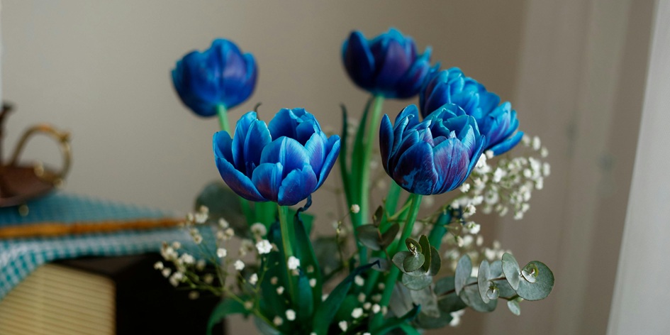 potted plants care guide