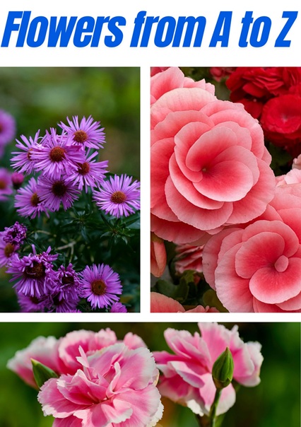 A to Z List of Popular Flower Names and Their Meanings