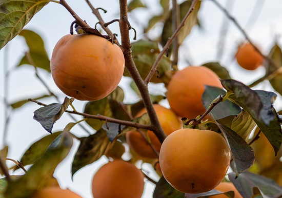 Alabama American Persimmon