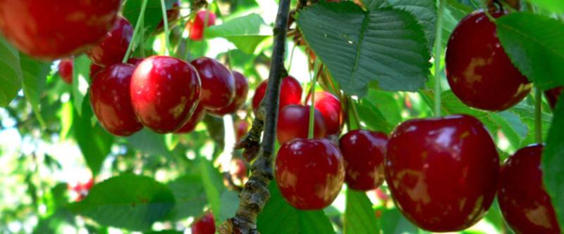 Alabama Black Cherry Tree