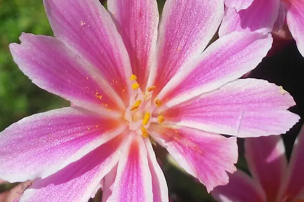 Alamaba native flowers