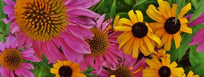 Alamaba native flowers