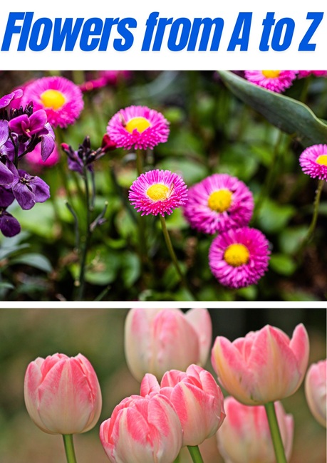 Flower Names from A to Z List of Popular Blooms Guide