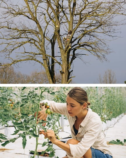 How and when to prune a tree in Alabama