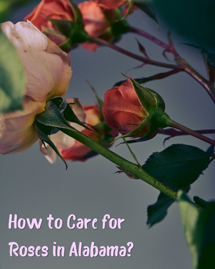 How to Care for Roses in Alabama