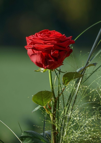 How to Care for Roses in Your Garden in Alabama