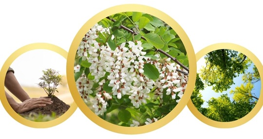 Is the Robinia pseudoacacia tree native to North America