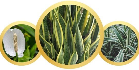 Most Popular Indoor Plants Suitable for the Norwegian Climate