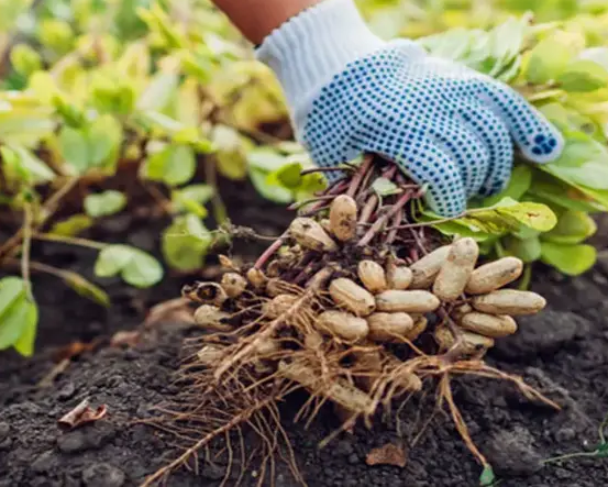 Names of the most valuable crops grown in Alabama