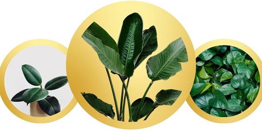 Popular Indoor Plants in Norway