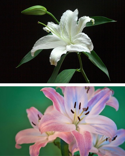 Popular indoor flowering plants in Alabama