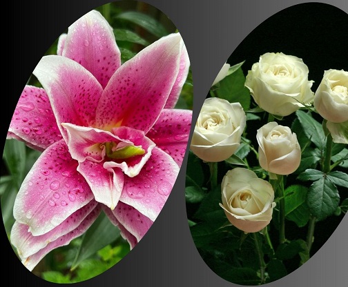 Recommended Flowers for Surgery and Recovery Wishes