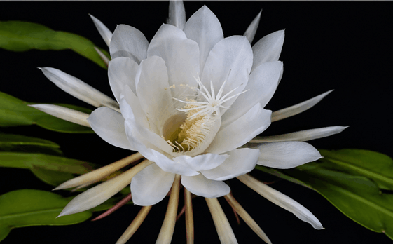 The Queen of the Night Flower (Epiphyllum oxypetalum)