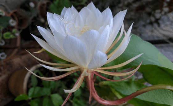 What are 3 interesting facts about the Queen of the Night flower
