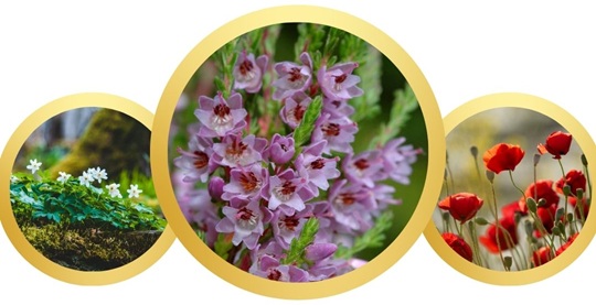 What are Norwegian flowers