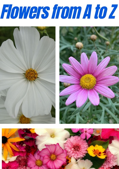 What are the Popular Flower Names from A to Z