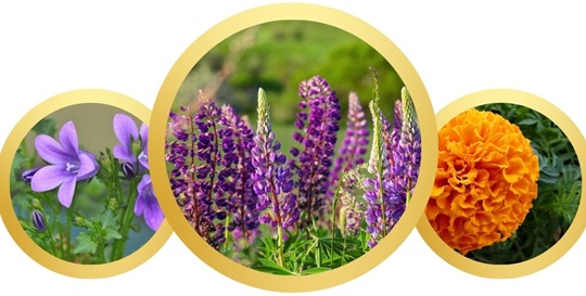 What are the popular flowers in Norway Norway Flowers