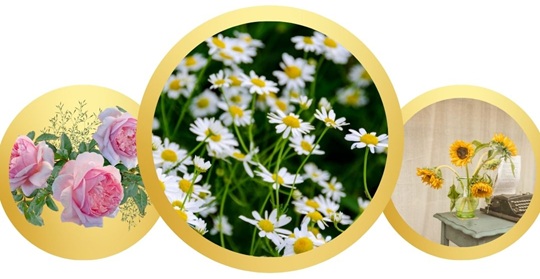 What flowers to send for illness