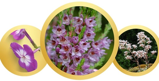 What is Norway's national flower