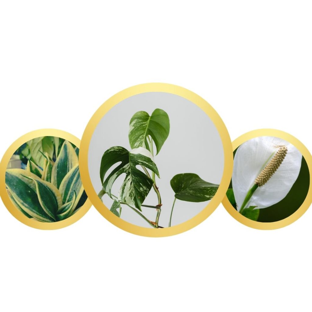 What is the best indoor plant for cold weather