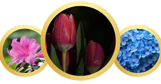 What is the most popular ornamental plant in the USA