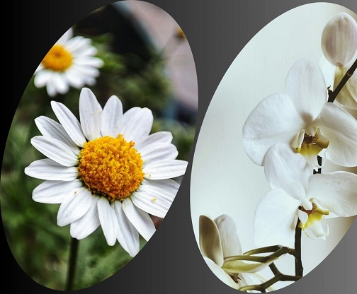 What kind of flowers are sent for someone about to have surgery