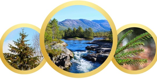 What plant is called a Norway spruce