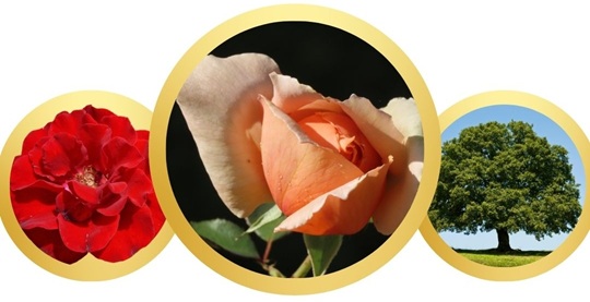What plant represents America