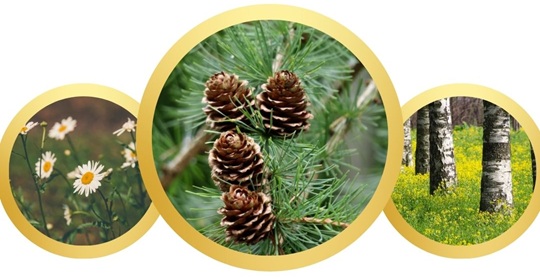What plants are in Norway