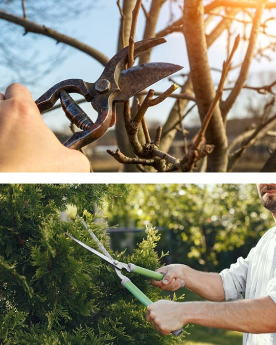 When Should You Prune Trees in Alabama