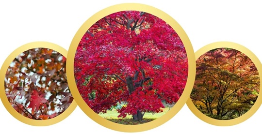 When to trim a Norway maple tree