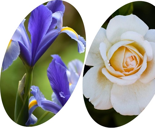 Which flower is used to express patience