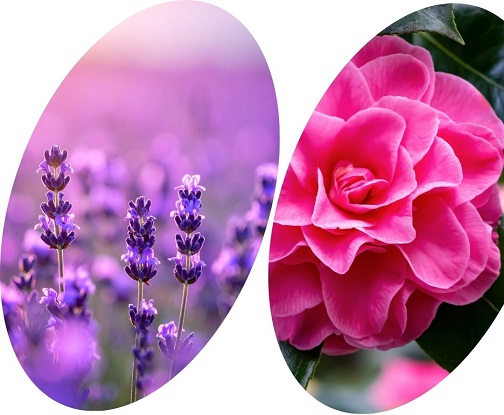 Which flowers represent patience