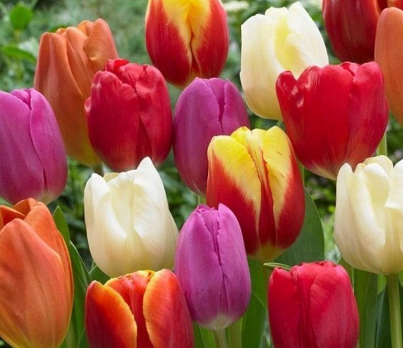 What flower is famous in the Netherlands?